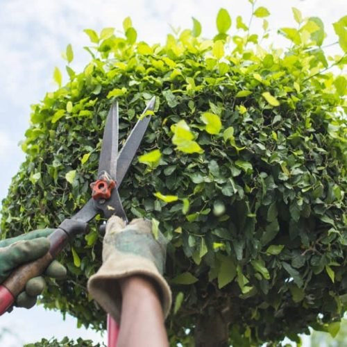 tree_trimming_and_tree_pruning